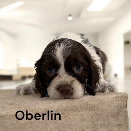 puppy, for, sale, Cocker Spaniel, Joe & Cherri  Overlease, dog, breeder, Miller, MO, dog-breeder, puppy-for-sale, forsale, nearby, find, puppyfind, locator, puppylocator, aca